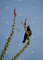 亚利桑那,风琴管国家纪念馆,北,亮丝鹟,西南方向,垂直画幅,野生动物,图像,野外动物,美国