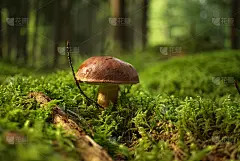 野生牛肝菌生长在茂盛的绿色苔藓上