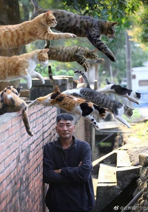 电影截图 镜头 构图 光影 氛围 猫 跳...