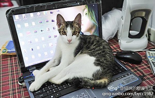 猫咪霸占电脑桌大集合