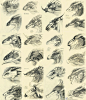 neat study of patterns in various creatures applied to a dragon concept. by WhiteRaven90.deviantart.com on @deviantART: 