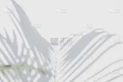 白墙上棕榈叶的影子