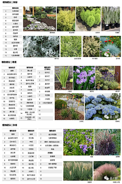 Samuel-Baili采集到Z-植物