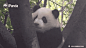 iPanda熊猫频道的照片 - 微相册