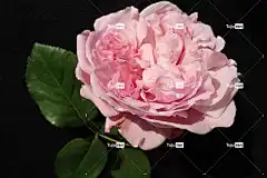 玫瑰 玫瑰花 花 自然 粉色的 香 花卉背景 花壁纸 美丽的花朵