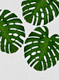 몬스테라(monstera) 액자 포스터 식물이미지 자료 : 몬스테라(monstera) 액자 포스터 식물이미지 자료 요즘 데코 한다는 분들은 몬스테라(monstera)를 실제로 ...