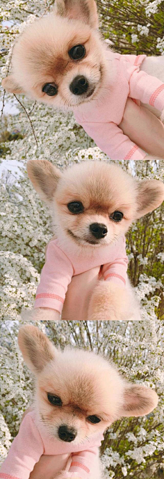 柠檬07207采集到萌宠宝贝