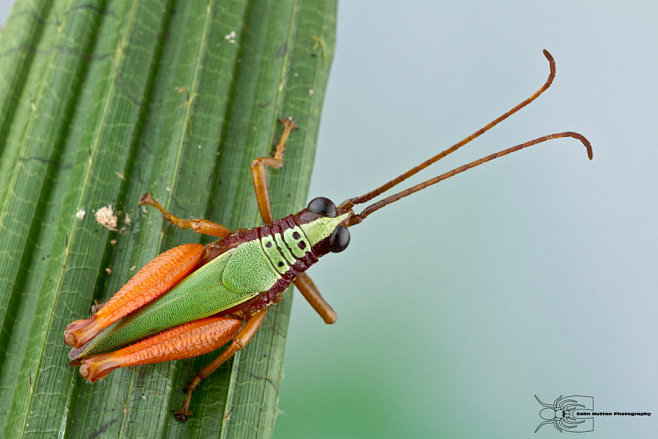 Grasshopper from Col...