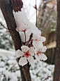 梨花 梅花 雪景 春雪