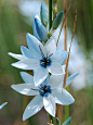 美丽的花朵
Beautiful Flower