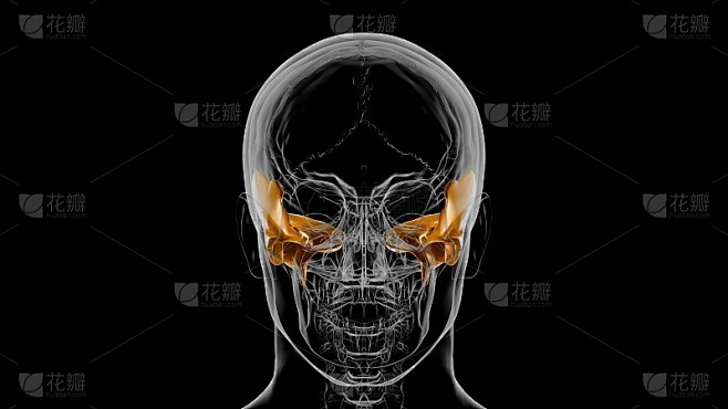 人体骨骼颅骨颞骨解剖医学概念3D