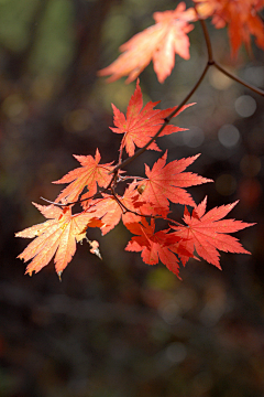 朝紅顏、暮枯骨☀采集到枫