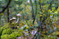 秋天的Leccinum蘑菇生长