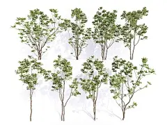 景观乔木 小乔木 乌桕 庭院植物