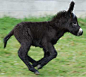 Baby Donkey