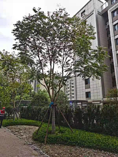 糖纸啾采集到乔木