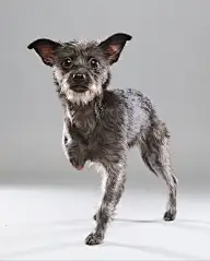 D-【动物/生物】