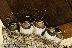 小燕子
baby swallows