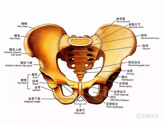 盆骨的搜索结果_百度图片搜索