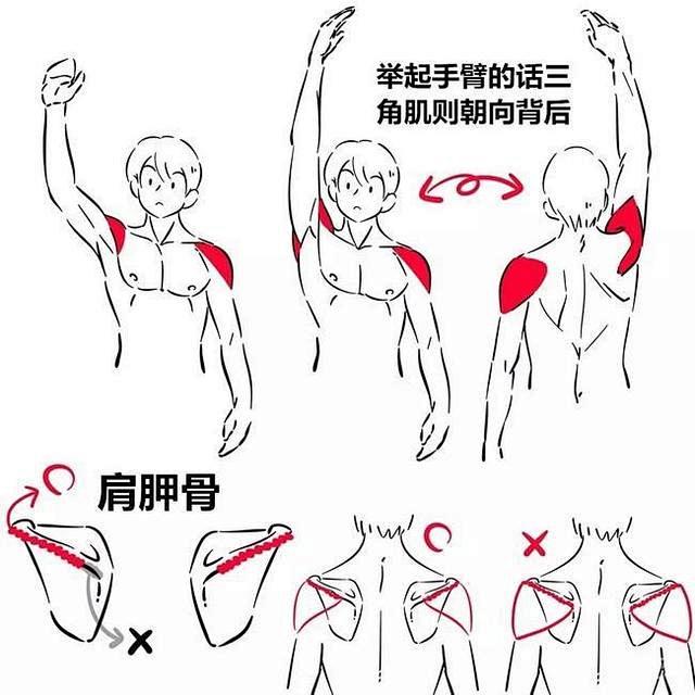 人物的胸腔怎么画？教你如何画出各个角度胸...