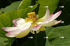 花 莲花 莲科 美丽的花朵 自然 花卉背景 花壁纸 水生植物