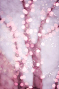 Pastel pink fairy lights.