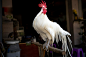 免费 家畜, 母雞, 農場動物 的 免费素材图片 素材图片