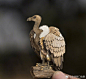 来自印度艺术家的微型纸鸟作品，太逼真了，我差点以为是真鸟  ​​​​