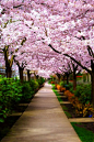 加拿大温哥华万物复苏丨 温哥华有四万多颗樱花树，开着白色和粉红色的花朵。每年，温哥华的樱花节从4月4日开始至4月30日结束，五十多座城市公园举办樱花节以庆祝各行各业的繁荣发展，如艺术、音乐、美食等。