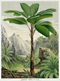 1845 Louis Van Houtte Flores de Serres Cactus, Bromeliad & Palm Tree Prints: 