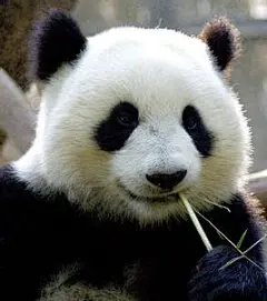 熊猫点点