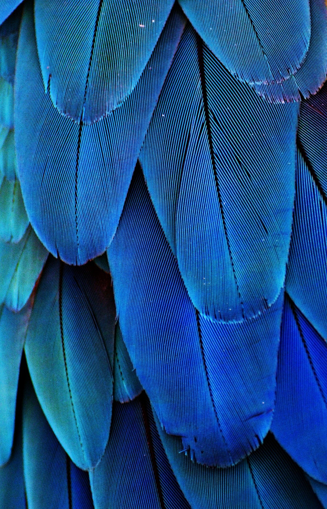 Feathers (Blue) : Ma...