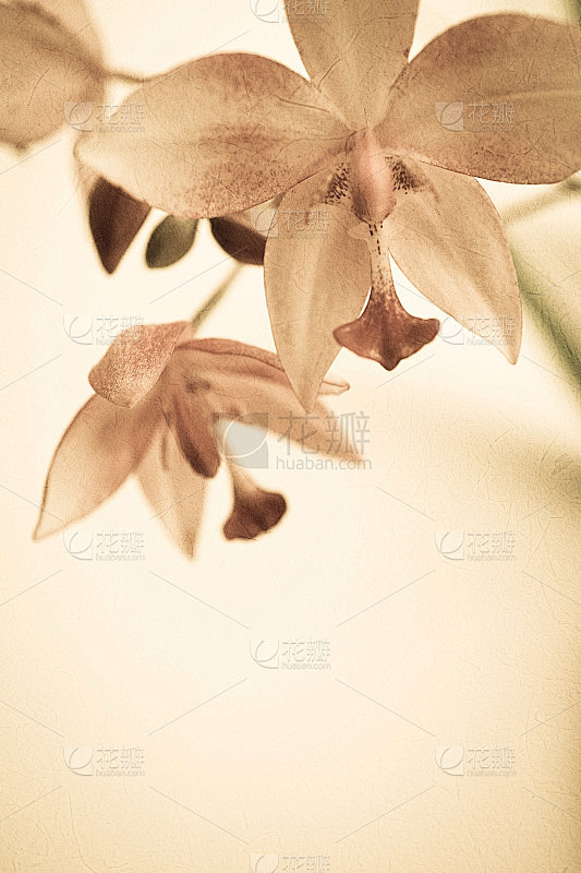 复古颜色的兰花，柔和的颜色和模糊的风格