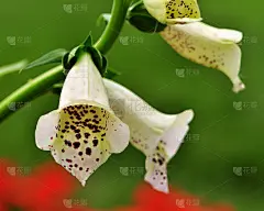 紫花洋地黄)