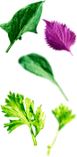 香菜 菠菜 蔬菜 水果 动感水波碗里的新鲜蔬菜@两秒视觉