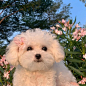 春日限定小狗 ​​​​