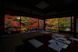 日本京都莲花寺·琉璃光院的红叶。坐于房中望去，宛如壁画。