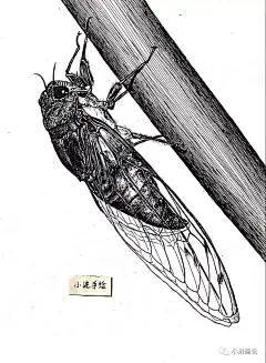 蝉线描的搜索结果_百度图片搜索