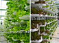 Vertical farming is one of the most innovative solutions for lowering the amount of energy, space, and water needed to grow food, but Valcent Products has taken the practice to a whole new level with their revolutionary VertiCrop technology.