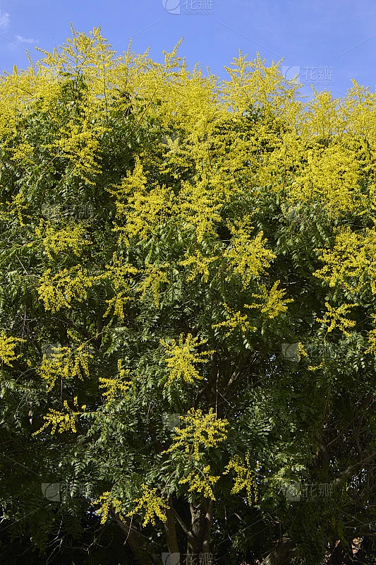 栾树开花素材-花瓣网