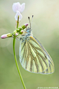 Photograph The life of the meadow