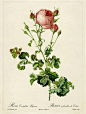 200年前的玫瑰花绘图谱。作者：Pierre-Joseph Redouté