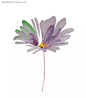 紫色野花色彩线描绘画PSD|PSD分层素材|PSD素材|插画|插图|花边|花边素材|花纹|花纹素材|绘画|卡通|漫画|色彩|设计|手绘|水彩|图片|线描|植物