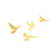 和平鸽灵感图 4