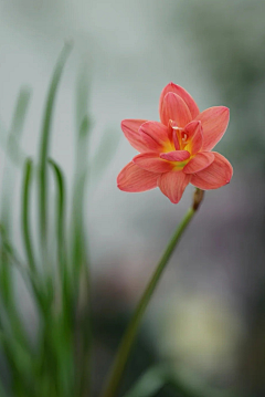 如水·心采集到花·影集