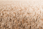 Wheat Fields Free Stock Photo Download