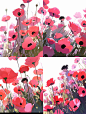 manyanlin_Pink_Purple_corn_poppy__white_background_Makoto_Shink_33c6f472-e7d3-4f05-8d7f-9271ce89d2eb.png (1856×2464)