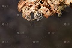 黑色背景下的干绣球花伞形花序
