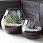 Succulent terrariums