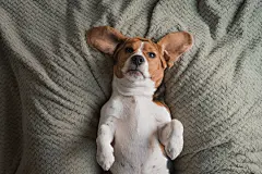 点击来源直接获取大图文件 |beagle dog lying on a pillow, sleeping, sad, funny face, big ears.